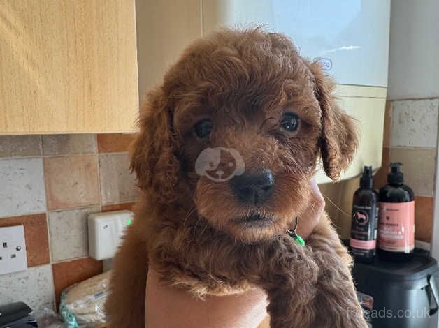 Red F1b cockapoo puppies for sale in Tonbridge, Kent - Image 4