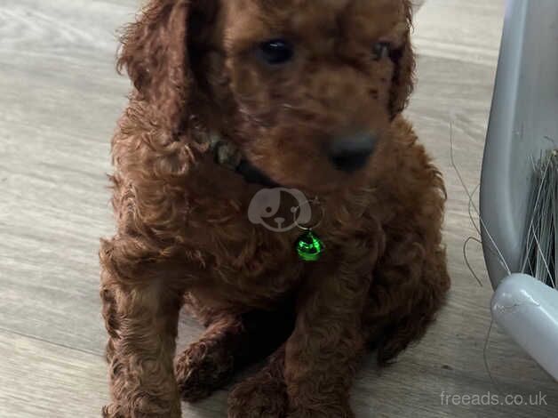 Red F1b cockapoo puppies for sale in Tonbridge, Kent - Image 5