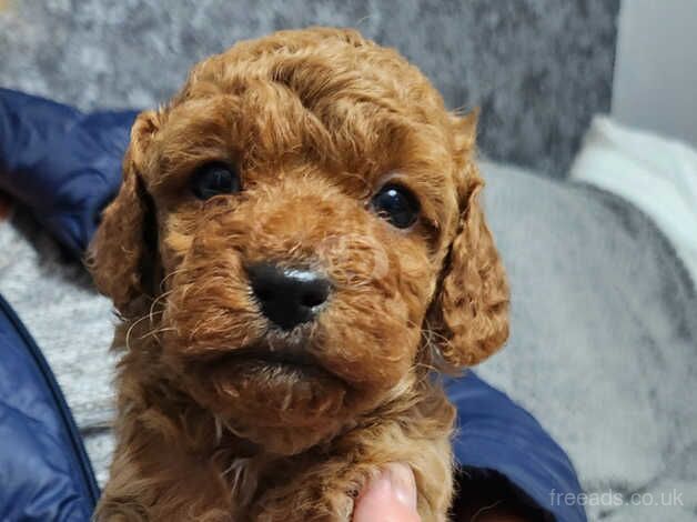 Red F2 cockapoo puppies for sale in Jarrow, Tyne and Wear