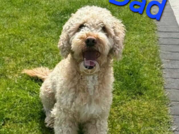 Red F2 cockapoo puppies for sale in Jarrow, Tyne and Wear - Image 2