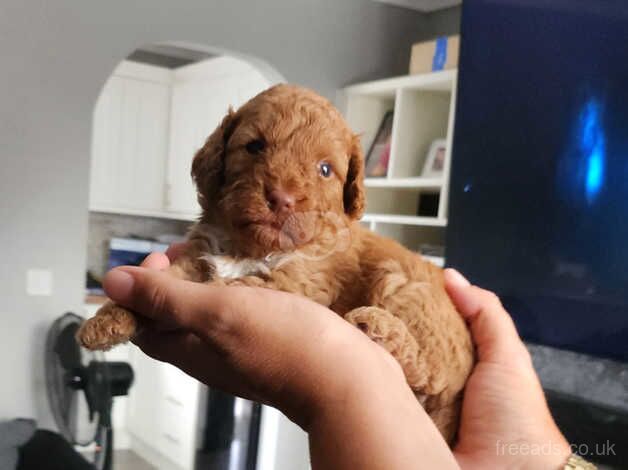 Red F2 cockapoo puppies for sale in Jarrow, Tyne and Wear - Image 3