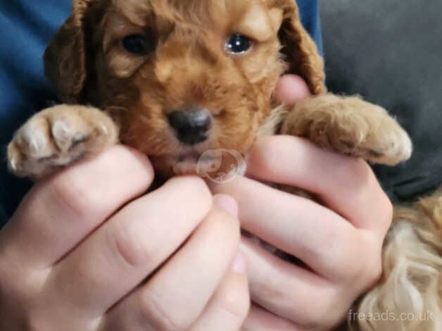 Red F2 cockapoo puppies for sale in Jarrow, Tyne and Wear - Image 4