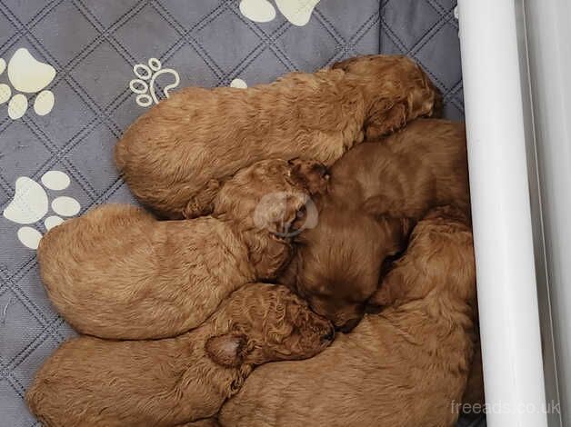 Red F2 cockapoo puppies for sale in Jarrow, Tyne and Wear - Image 5