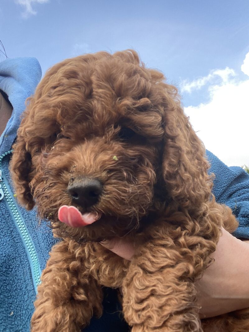 Cockapoo Puppies for sale in Chelmsford Essex 