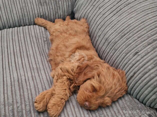 Red Fox Cockapoo Puppy for sale in Sunderland, Cumbria