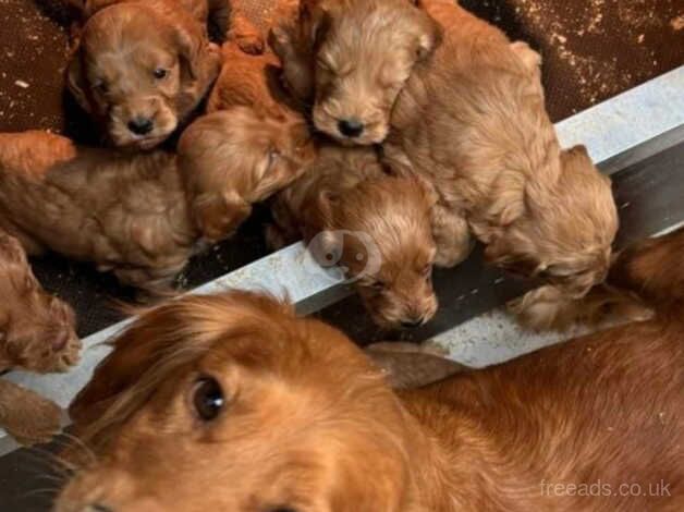 Red Fox Cockapoo Puppy for sale in Sunderland, Cumbria - Image 2