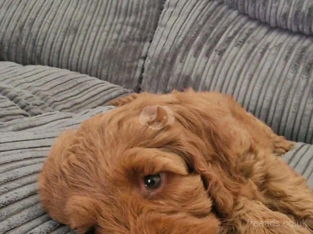 Red Fox Cockapoo Puppy for sale in Sunderland, Cumbria - Image 3