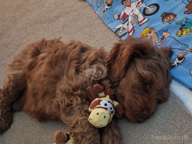 Red Fox Cockapoo Puppy for sale in Sunderland, Cumbria - Image 4