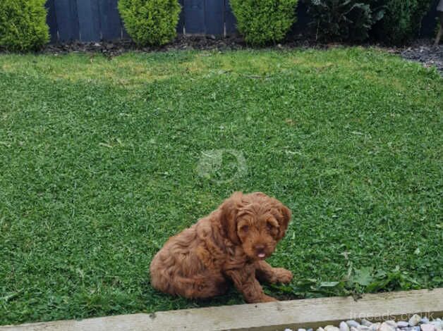 Red Fox Cockapoo Puppy for sale in Sunderland, Cumbria - Image 5