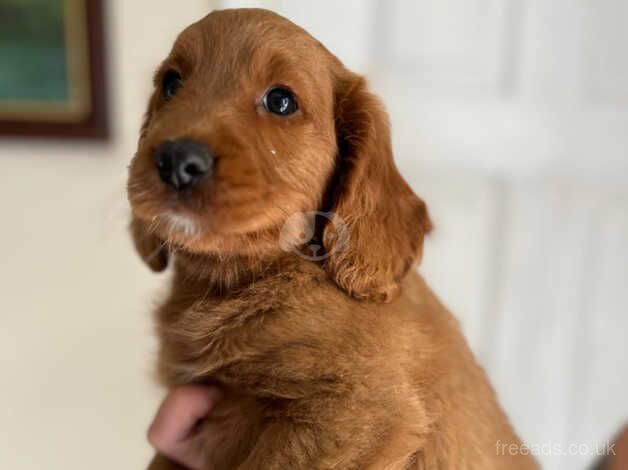 Red male cockapoo hereditary clear for sale in Ashford, Devon