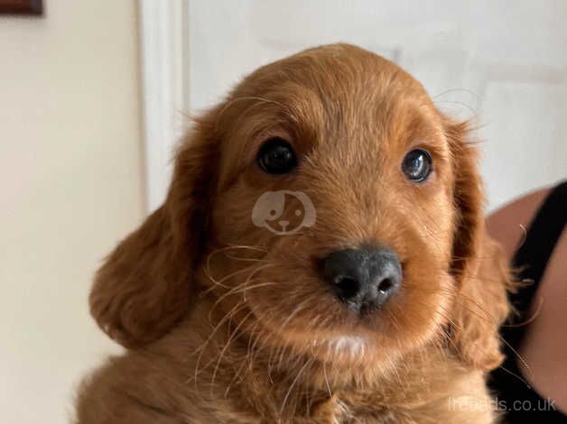 Red male cockapoo hereditary clear for sale in Ashford, Devon - Image 2