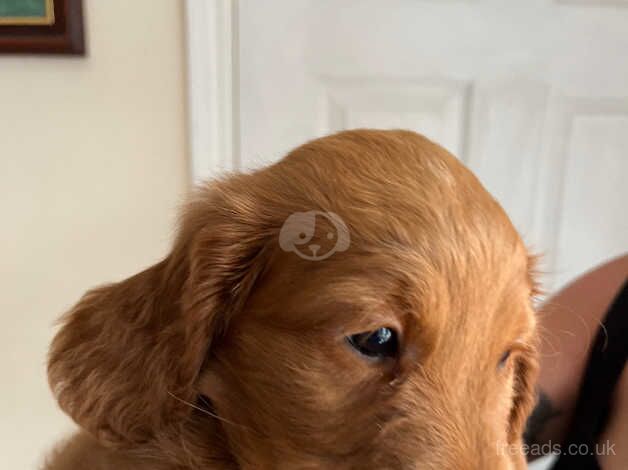 Red male cockapoo hereditary clear for sale in Ashford, Devon - Image 3