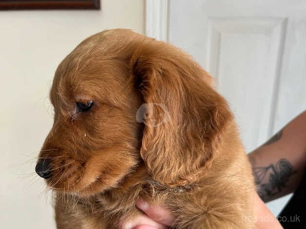 Red male cockapoo hereditary clear for sale in Ashford, Devon - Image 4