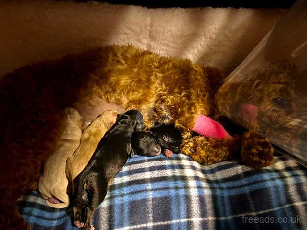 Four Adorable F2 Cockapoo Puppies for Sale! for sale in Manchester, Greater Manchester - Image 2