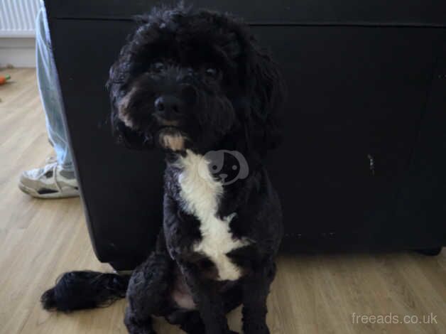 Rehome my dog for sale in Swansea, Swansea - Image 1