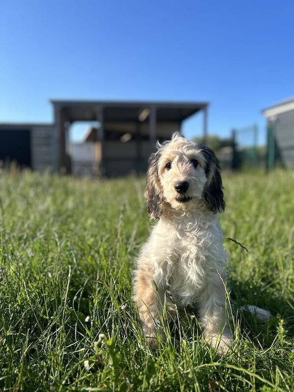 Rosie f1 Cockapoo girl for sale in Upwell, Norfolk