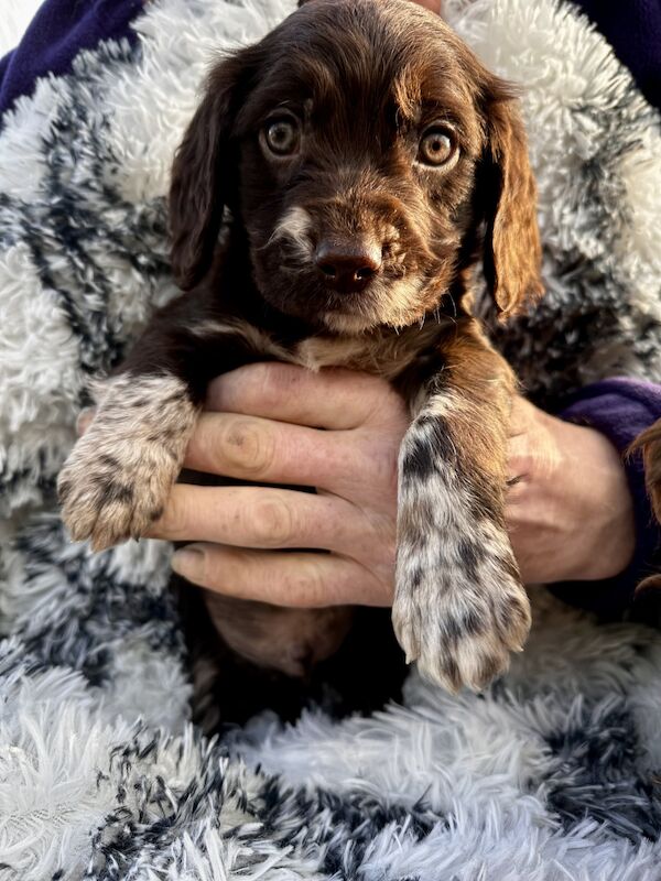 Rottweiler girl available now for sale in Dover, Kent