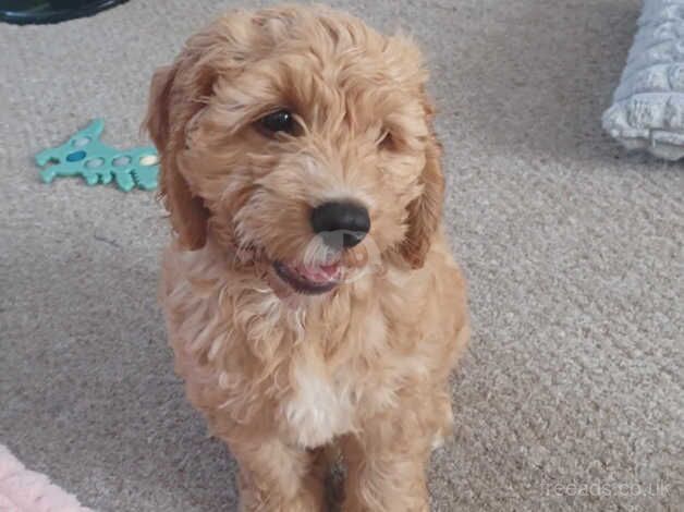 Selling F1 Cockapoo for sale in Coalville, Leicestershire