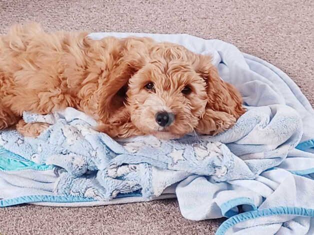 Selling F1 Cockapoo for sale in Coalville, Leicestershire - Image 2