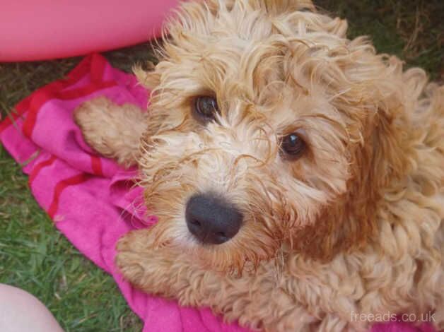 Selling F1 Cockapoo for sale in Coalville, Leicestershire - Image 3