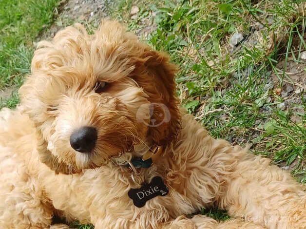 Selling F1 Cockapoo for sale in Coalville, Leicestershire - Image 4