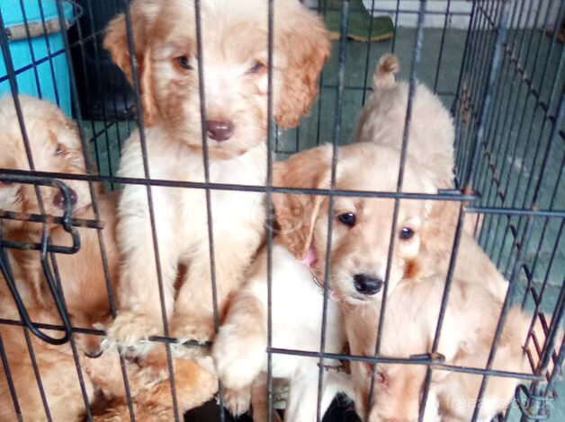 Seven cute cockapoo puppies ready to go to forever homes for sale in Evesham, Worcestershire