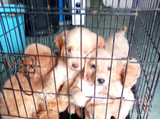 Seven cute cockapoo puppies ready to go to forever homes for sale in Evesham, Worcestershire - Image 4