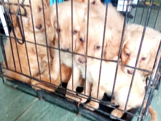 Seven cute cockapoo puppies ready to go to forever homes for sale in Evesham, Worcestershire - Image 5