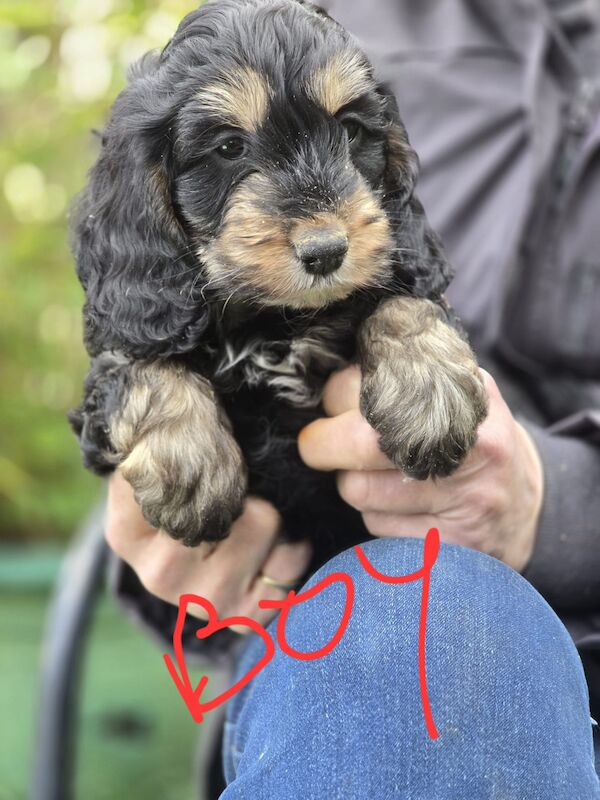 Show Cockapoo Puppies Home Bred Council Licenced Domestic Breeder for sale in Mystole, Kent