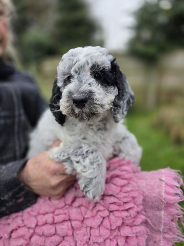 Show Cockapoo Puppies Ready To Go Home Bred Council Licenced Domestic Breeder for sale in Mystole, Kent