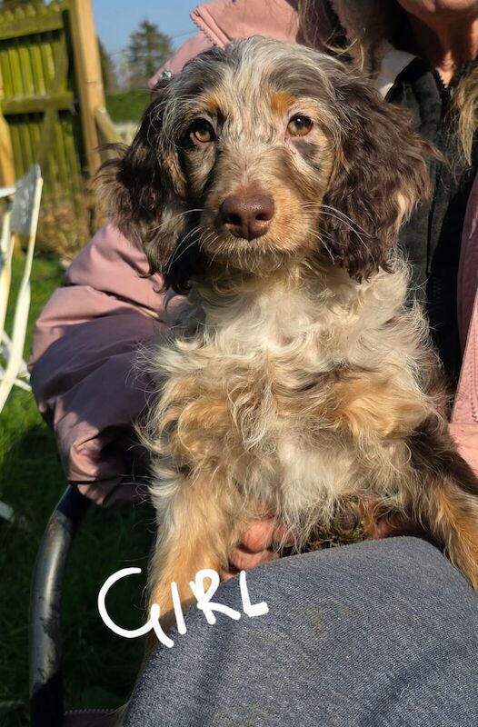 Show Cockapoo Puppies Ready To Go Home Bred Council Licenced Domestic Breeder for sale in Mystole, Kent