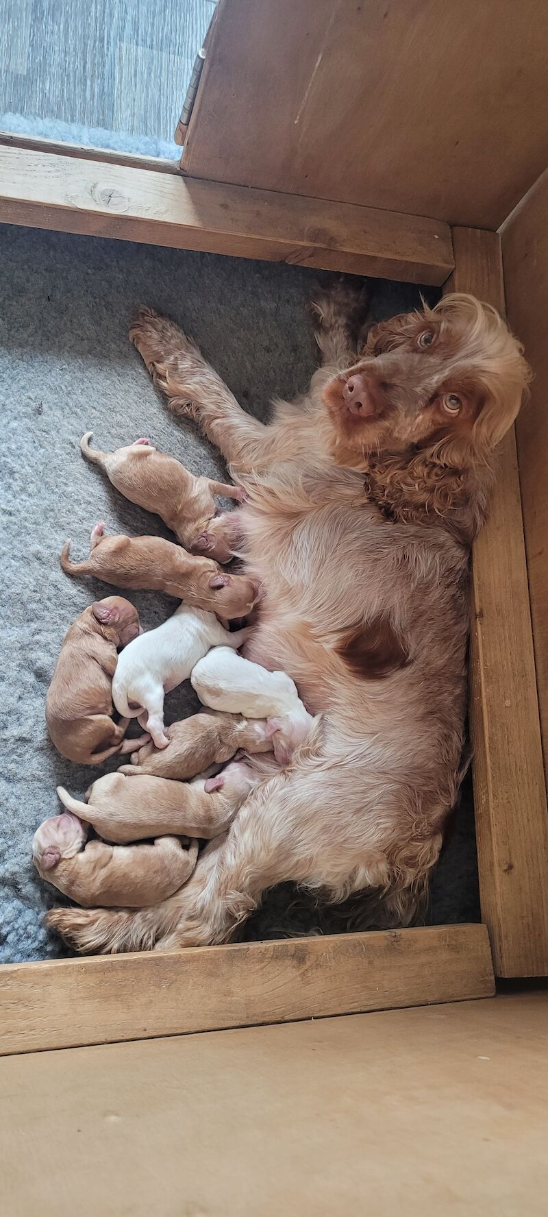 Cockapoo Puppies for sale in Hampshire