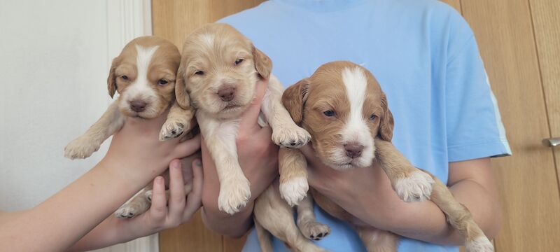 Show health tested cockapoos for sale in Fareham, Hampshire - Image 2