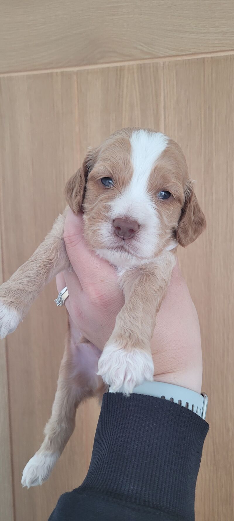 Show health tested cockapoos for sale in Fareham, Hampshire - Image 6