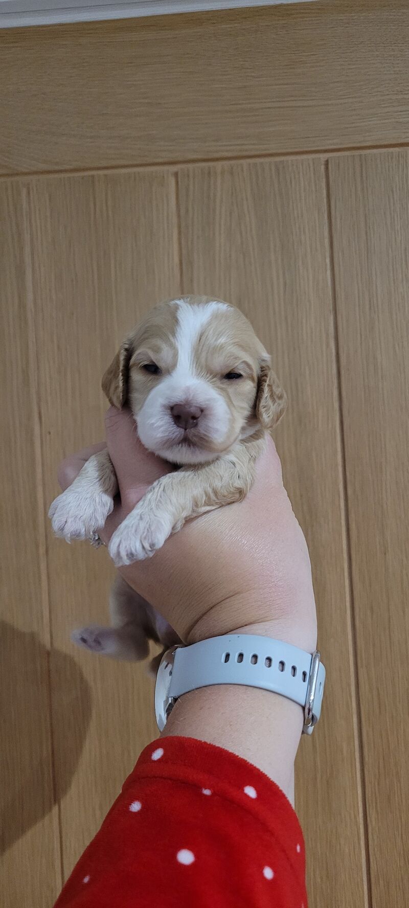 Show health tested cockapoos for sale in Fareham, Hampshire - Image 8