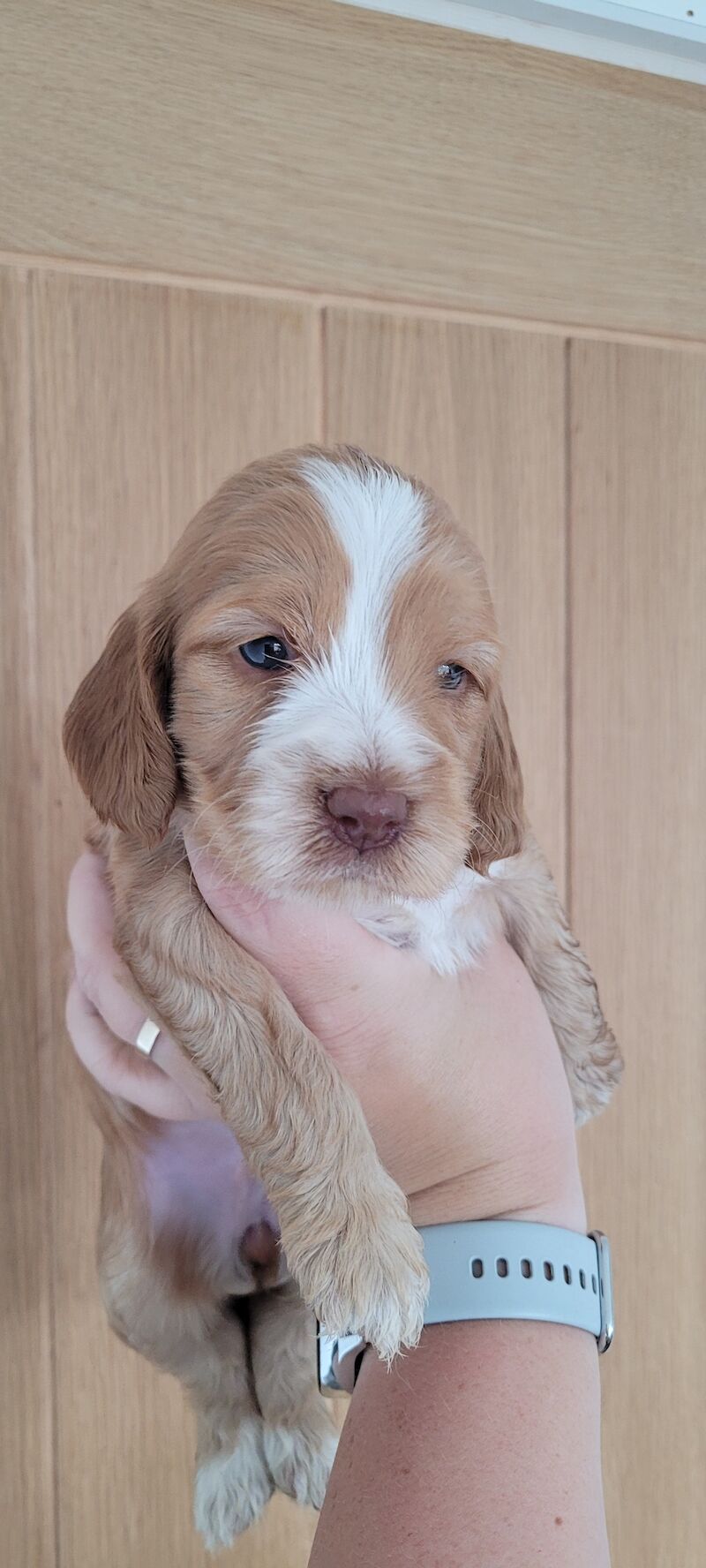 Show health tested cockapoos for sale in Fareham, Hampshire