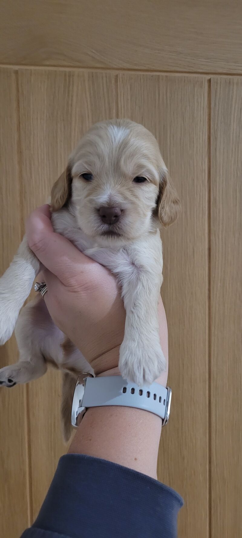 Show health tested cockapoos for sale in Fareham, Hampshire - Image 11