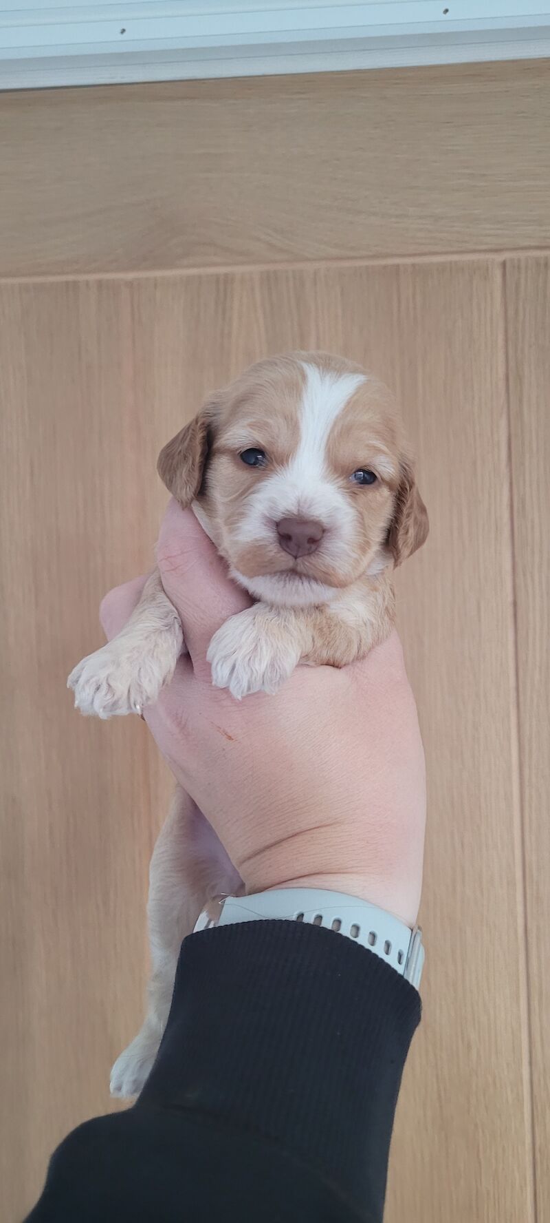 Show health tested cockapoos for sale in Fareham, Hampshire - Image 12