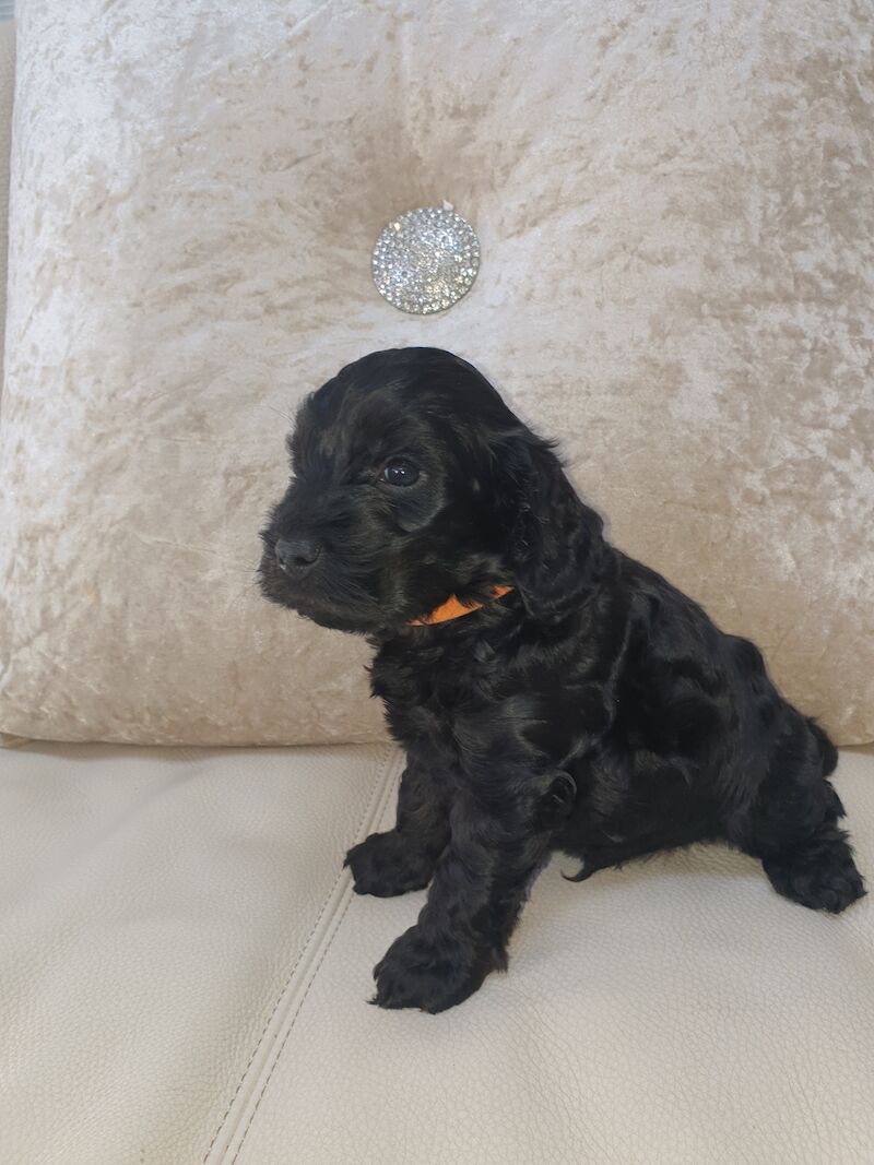 SHOW PRA-prcd CLEAR F1 COCKAPOO PUPS FROM KC REG ♥ PARENTS! for sale in Harlow, Essex - Image 1