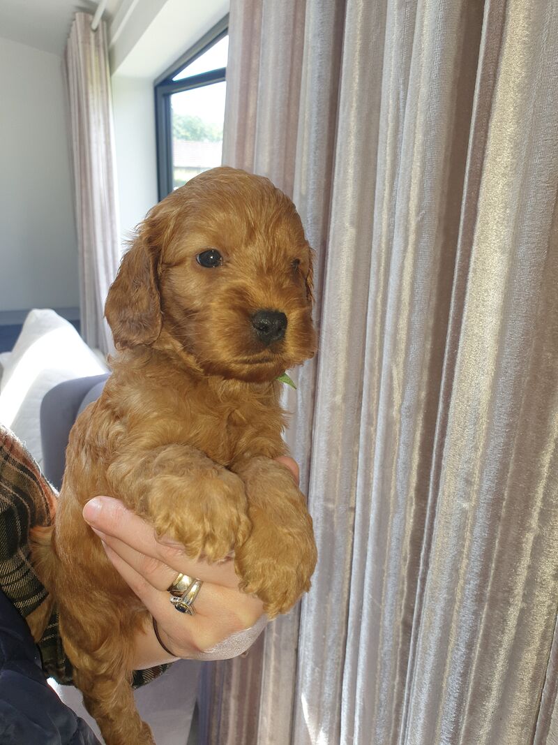 SHOW PRA-prcd CLEAR F1 COCKAPOO PUPS FROM KC REG ♥ PARENTS! for sale in Harlow, Essex - Image 2