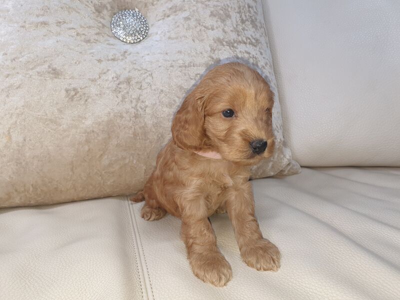 SHOW PRA-prcd CLEAR F1 COCKAPOO PUPS FROM KC REG ♥ PARENTS! for sale in Harlow, Essex - Image 5