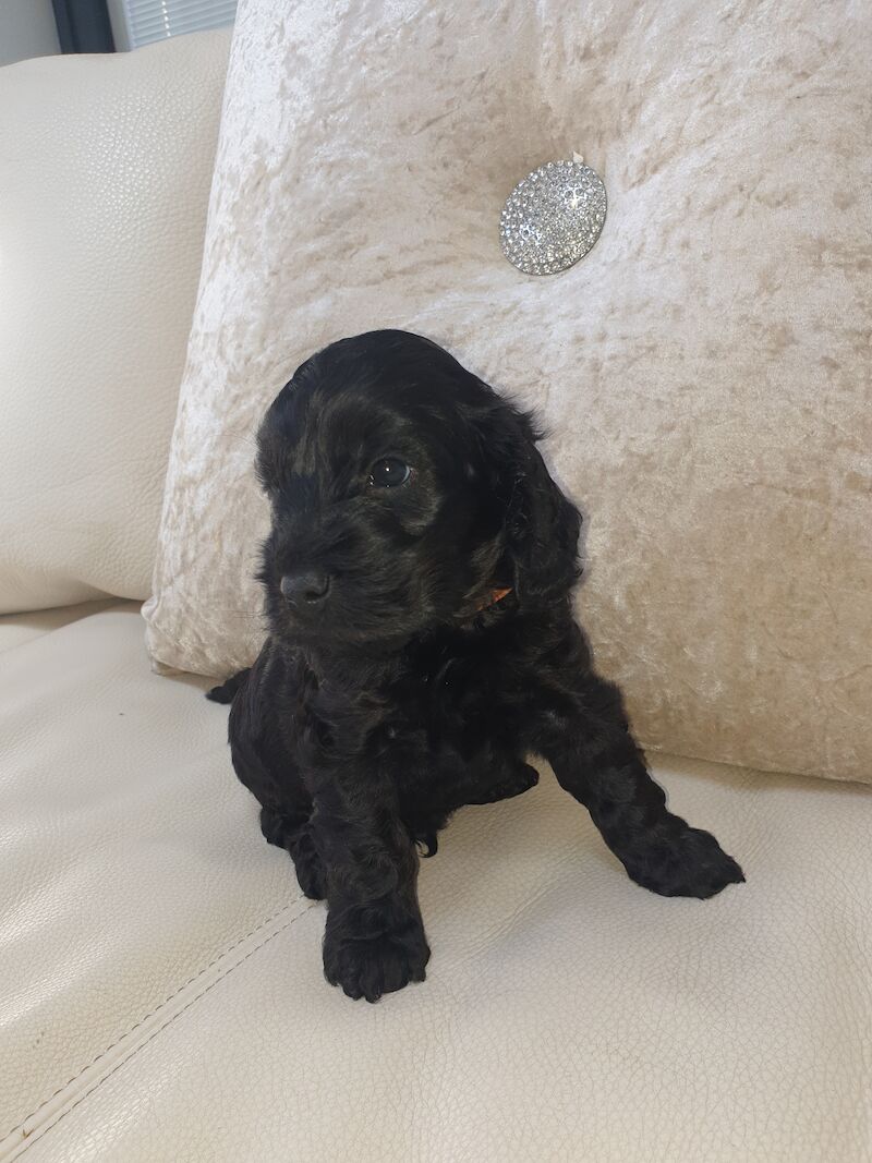 SHOW PRA-prcd CLEAR F1 COCKAPOO PUPS FROM KC REG ♥ PARENTS! for sale in Harlow, Essex - Image 6
