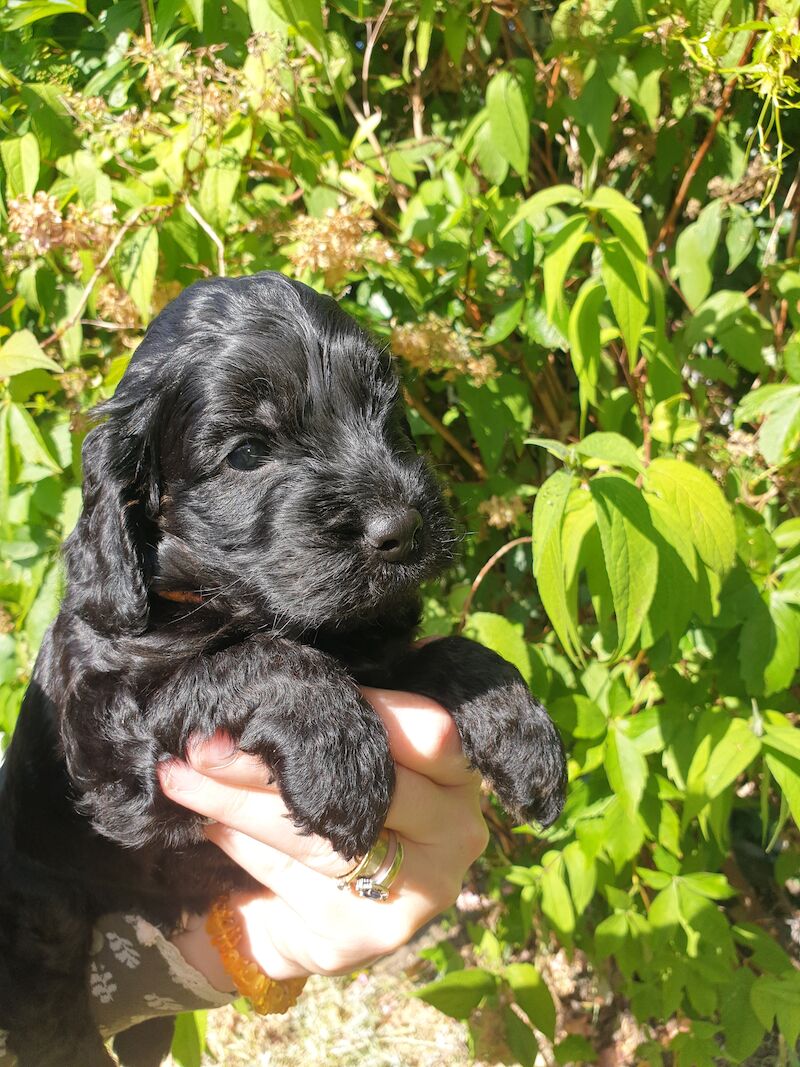 SHOW PRA-prcd CLEAR F1 COCKAPOO PUPS FROM KC REG ♥ PARENTS! for sale in Harlow, Essex - Image 13