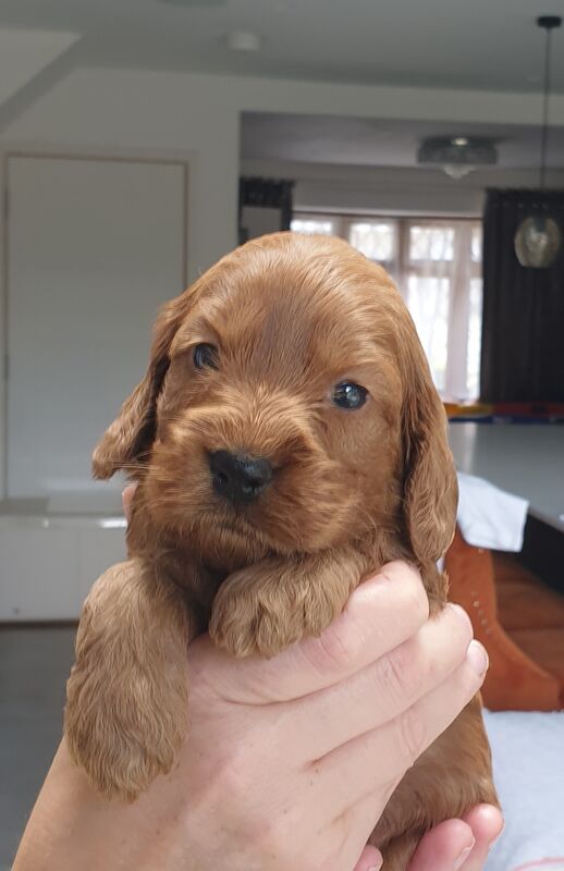 SUPERB SHOW F1 COCKAPOO PRA-prcd CLEAR FROM KC REG ♥ PARENTS! for sale in Harlow, Essex