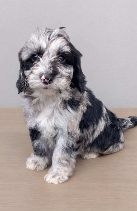 Showtype cockapoo now ready to leave both vacainations for sale in Gravesend, Kent