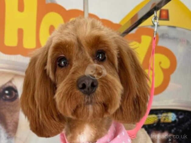 Small cockapoo for sale in Hamilton, South Lanarkshire