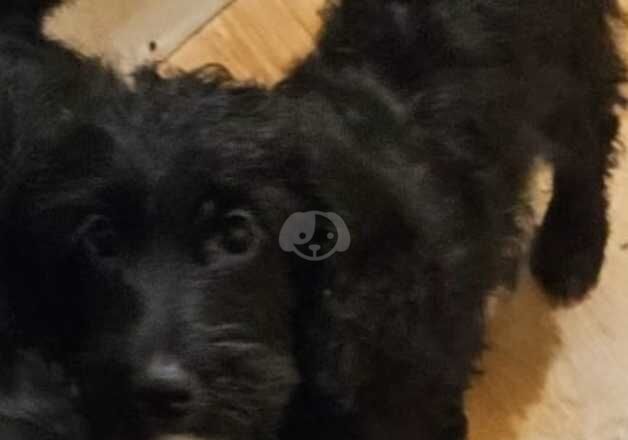 Cockapoo Puppies for sale in Greater London