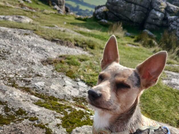 Stud dog for sale in Plymouth, Devon - Image 1