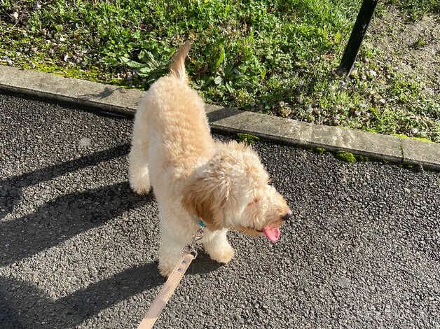 Cockapoo Puppies for sale in Tyne and Wear