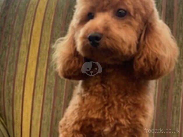 Stunning 7 Cockapoo puppies for sale in Chelmsford, Essex - Image 3